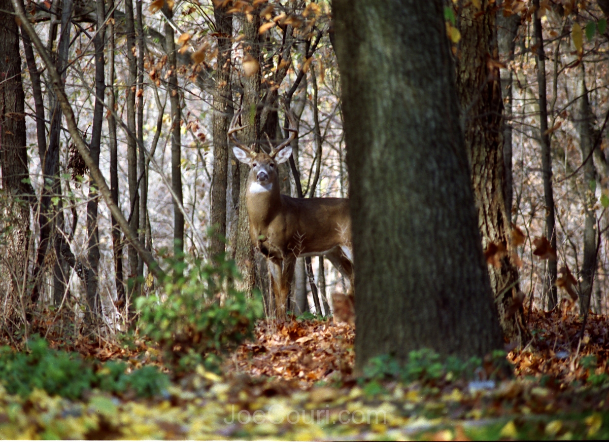 Deer in the Fall