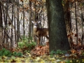 Deer in the Fall