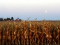 Harvest moon 1